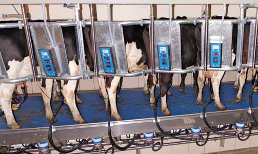 Доильный зал "Ёлочка" - GT2