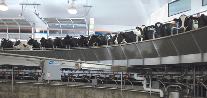 Доильный зал "Карусель" - Xcalibur 360EX