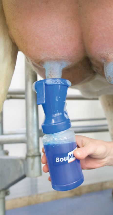 Обработка вымени до и после доения